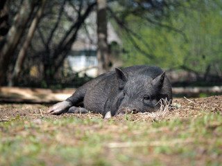 Pig lying on the ground. Summer, hot weather