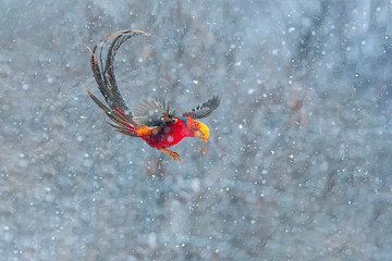 雪中凤凰