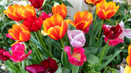 Beautiful Colorful tulips in garden nature in spring,beautiful nature background