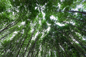 Forest growth trees. nature green mangrove forest backgrounds
