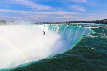 Canadian side of Niagara Falls with a flying bird, Ontario, Canada