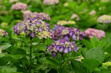 we think of hydrangea in the rainy season