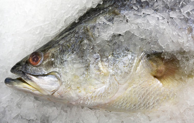 Sea bass fish on ice at Supermarket and department store, Ingredients for cooking, food concept.