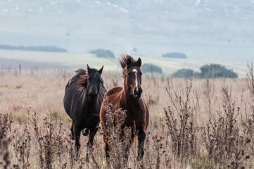 Two horses galloping in the field