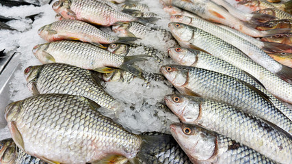 fish Raw on ice at the fish market and department store, Product Display Shelf.