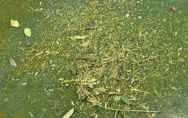 flower and dry leaf falling on moss ground in home garden