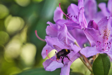 Rhododendron