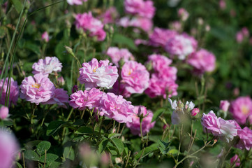 Pink tea hybrid rose in the garden. Gardening.