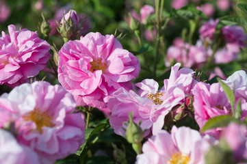 Fototapeta na wymiar Pink tea hybrid rose in the garden. Gardening.