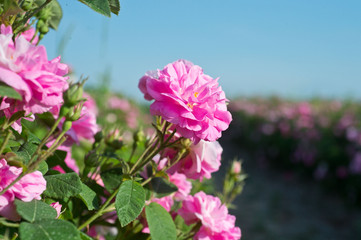 Pink tea hybrid rose in the garden. Gardening.