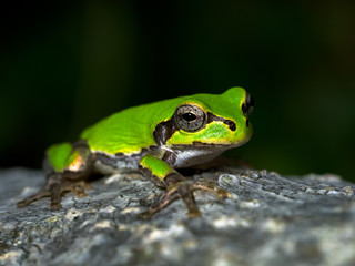 Japanese tree frog