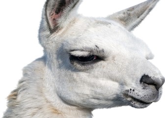 Obraz premium Beautiful lama portrait