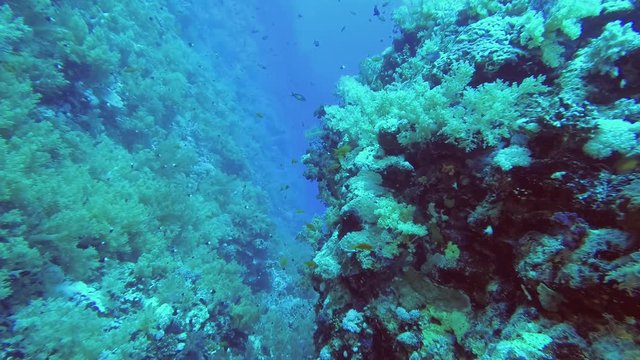 Beautiful soft coral reef with school of tropical fish - Underwater shots 