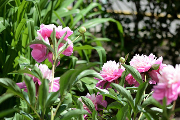 Beautiful pink peonies bloom in the summer garden on a sunny day