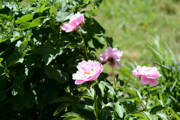 Obraz na płótnie Canvas Beautiful pink peonies bloom in the summer garden on a sunny day