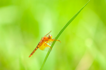 キトンボ　羽化直後