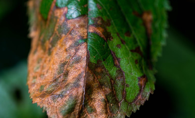 Damaged cherry leaf after using wrong pesticide,   close up macro shot.