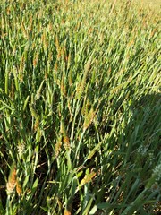 Obraz premium field of wheat