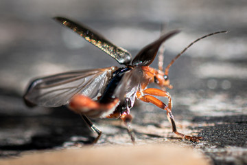 Cockroach about to fly