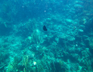 sea fish near coral, underwater