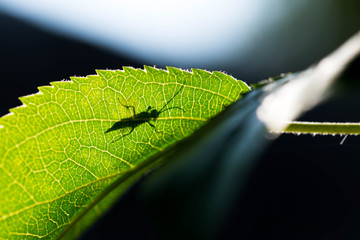 Silhouette of a beetle on young apple leaf, morning sunlight breaking through the leaf.