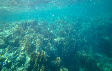 sea fish near coral, underwater