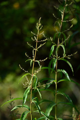 Obraz premium Close-up of Lemon Verbena Flowers, Lemon Beebrush, Aloysia Citrodora, Nature