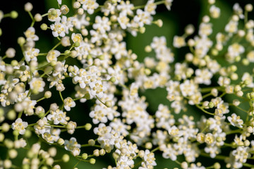 White elder flower ( Sambucus) close up macro shot at summertime image for background.