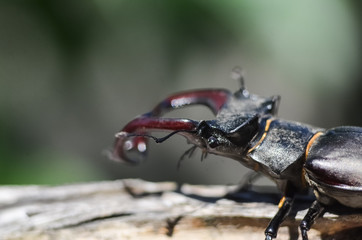 Majestic male stag beetle, Lucanus Cervus. on an old tree. in the natural environment.