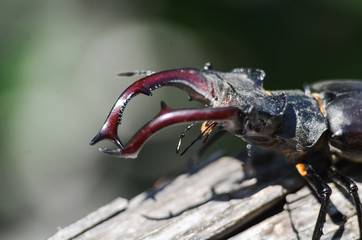 Majestic male stag beetle, Lucanus Cervus. on an old tree. in the natural environment.