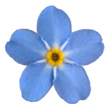 Forget Me Not Flower