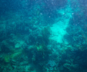 sea fish near coral, underwater