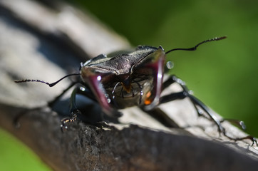 Majestic male stag beetle, Lucanus Cervus. on an old tree. in the natural environment.
