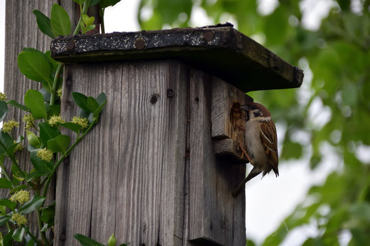 Birdhouse on tree, house sparrow while feeding the offspring
