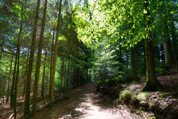 wunderschöner Schwarzwald nahe Sasbachwalden im Sommer