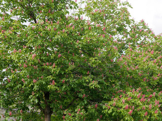 Fototapeta na wymiar Aesculus ×carnea - Dark green foliage and spring inflorescence of a beautiful tree red horse-chestnut