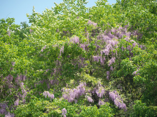 藤の花　岐阜県　中津川　日本