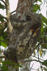 Sloth on a tree in Amazonas in Colombia in South America