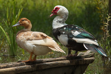 Pair of ducks in the village San Antonio de Cacao at Amazonas river in Peru