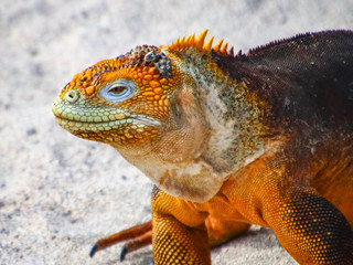 Galapagos land iguana 