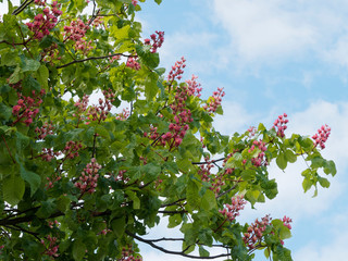 Fototapeta na wymiar Red horse-chestnut tree (Aesculus ×carnea) 