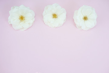 Fototapeta na wymiar white roses on pastel pink background with copy space. Flat lay, top view.