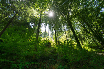 Fototapeta na wymiar wunderschöner Schwarzwald nahe Sasbachwalden im Sommer