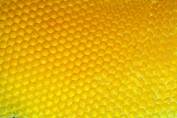 Close-up of an Honeycomb Texture