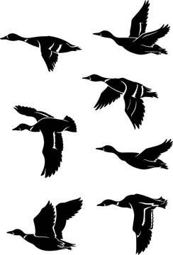 Duck, Flock of Flying Birds