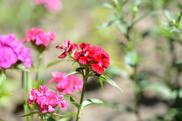 Sweet william flowers (Dianthus barbatus) in the summer garden close up