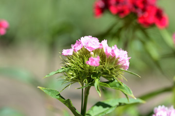 Sweet william flowers (Dianthus barbatus) in the summer garden close up