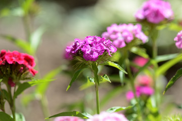 Sweet william flowers (Dianthus barbatus) in the summer garden close up