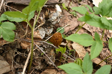 small and dry in the dry grass