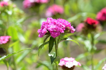 Fototapeta premium Sweet william flowers (Dianthus barbatus) in the summer garden close up